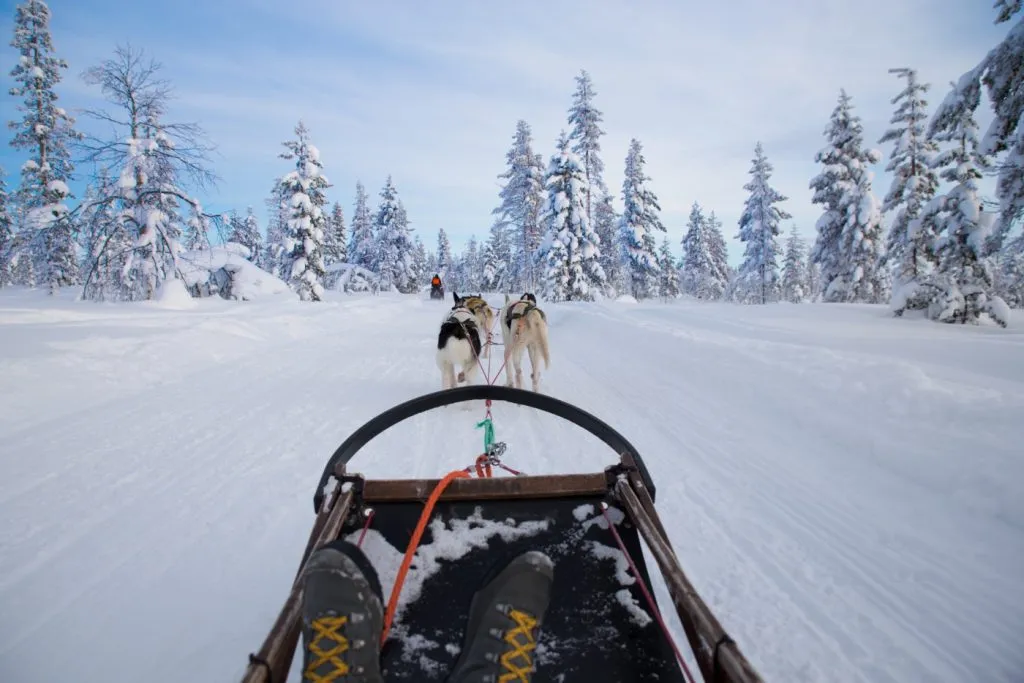 Hundspann i Alperna på vintern