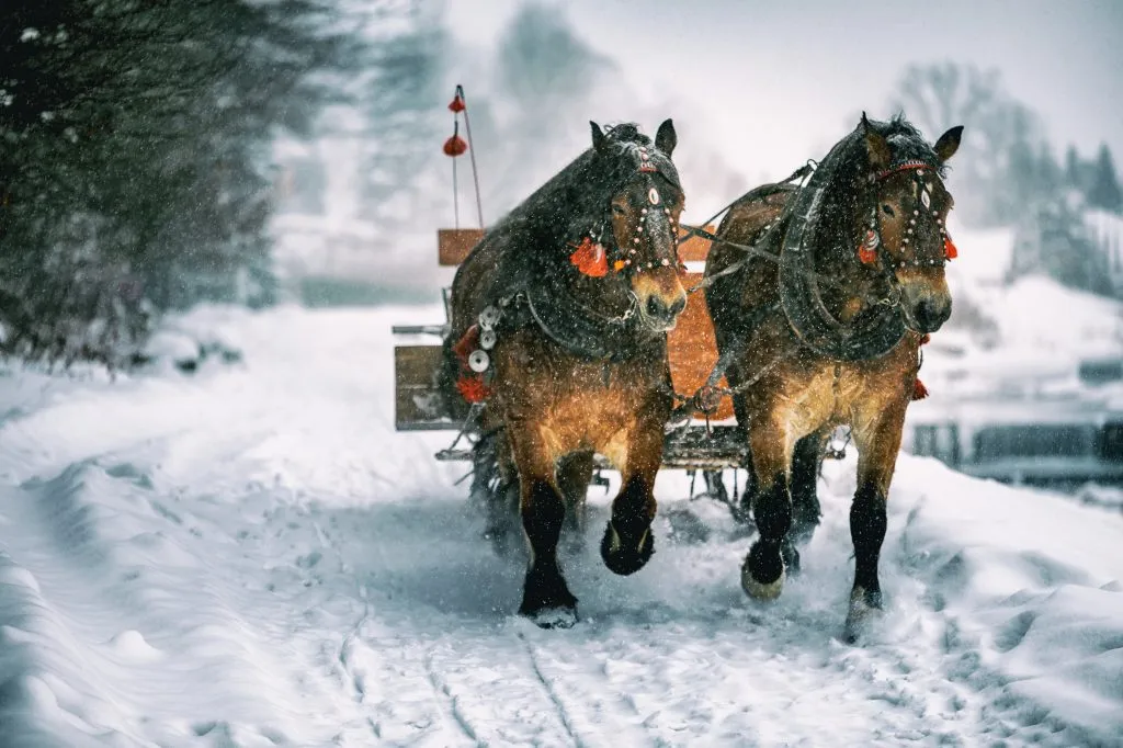 Voiture à cheval avec traîneau en hiver enneigé